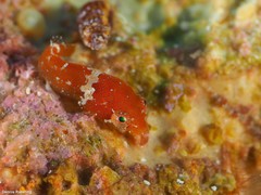 Apletodon