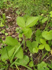 Fragaria moschata