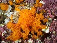 Clathrina rubra