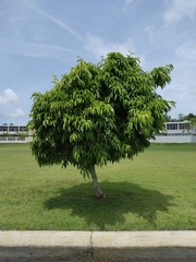 Ficus maclellandii