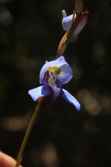 Disa graminifolia