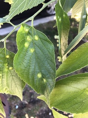 Pachypsylla celtidismamma