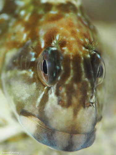 Rock-pool Blenny