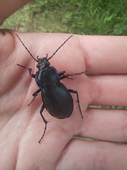 Carabus scheidleri