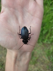 Carabus scheidleri