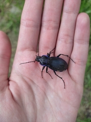 Carabus scheidleri