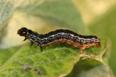 Hydriomena furcata