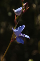 Disa graminifolia