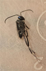 Evania appendigaster