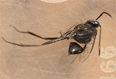 Evania appendigaster