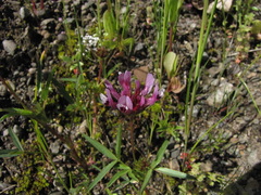 Trifolium variegatum