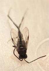 Evania appendigaster