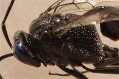 Evania appendigaster