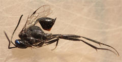 Evania appendigaster