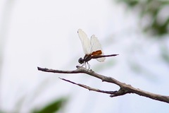 Tramea darwini