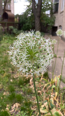 Allium