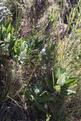 Disa graminifolia