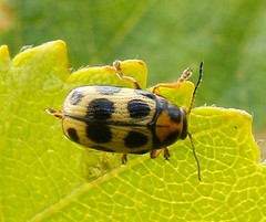 Cryptocephalus decemmaculatus