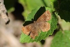 Calephelis aymaran