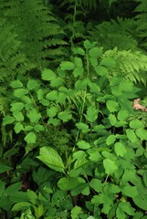 Thalictrum aquilegiifolium