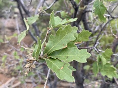 Quercus × undulata