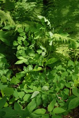 Thalictrum aquilegiifolium
