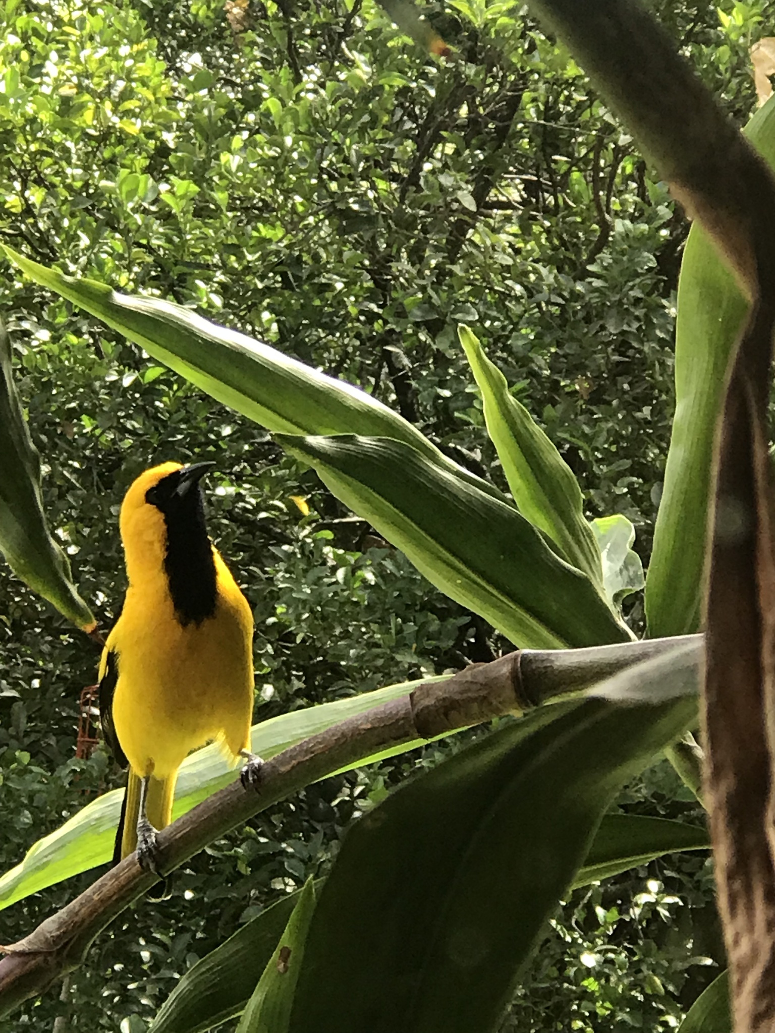 Icteridae image