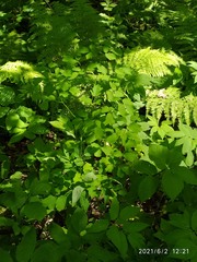 Thalictrum aquilegiifolium