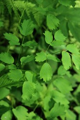 Thalictrum aquilegiifolium