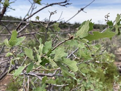 Quercus × undulata