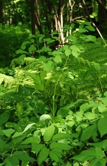 Thalictrum aquilegiifolium