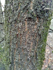 Quercus