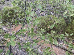 Quercus × undulata