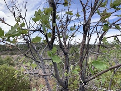 Quercus × undulata