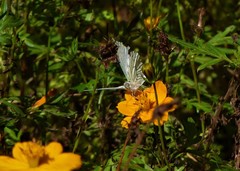 Hesperocharis anguitia