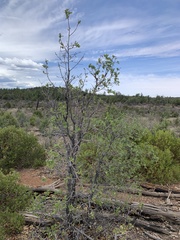 Quercus × undulata