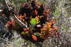 Protea witches broom phytoplasma