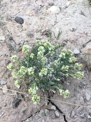 Oreocarya caespitosa