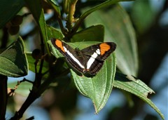 Adelpha serpa