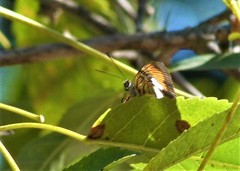 Adelpha serpa