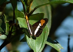 Adelpha serpa