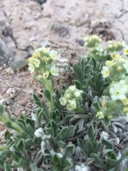 Oreocarya caespitosa