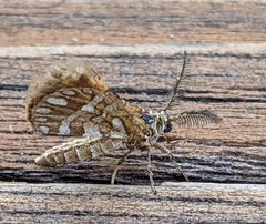 Fernaldella