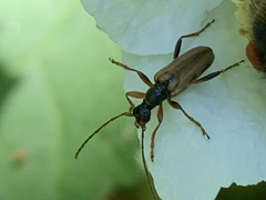 Rhagiini