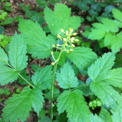 Actaea spicata