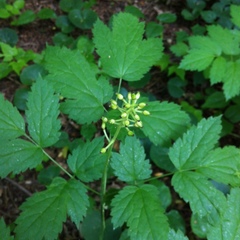 Actaea spicata