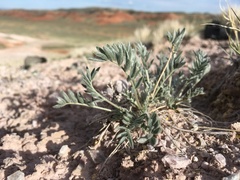 Oxytropis lagopus