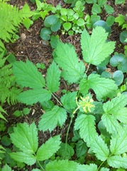 Actaea spicata