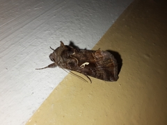 Autographa mandarina
