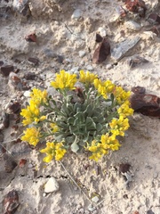 Physaria didymocarpa lanata